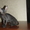 продаются котята породы донской сфинкс - Изображение #2, Объявление #56069