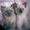 Сиамские котята старого типа от красивых породистых кошек - Изображение #3, Объявление #217642