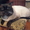 Сиамские котята старого типа от красивых породистых кошек - Изображение #8, Объявление #217642