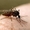 Дезинсекция,  уничтожение комаров,  клещей,  ос,  мух,  муравьев и садовых вредителей #242084