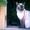 Сиамские котята старого типа от красивых породистых кошек - Изображение #10, Объявление #217642