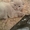 -------Шотландские котята ---- - Изображение #1, Объявление #308748