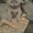 -------Шотландские котята ---- - Изображение #3, Объявление #308748
