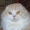 Шотландские котята из п-ка FAIRY TALE - Изображение #2, Объявление #317152