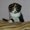 Шотландские котята из п-ка FAIRY TALE - Изображение #1, Объявление #317152