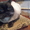 Сиамские котята старого  типа. ( кругло-мордые ) - Изображение #3, Объявление #359545