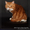 Шотландские котята из п-ка FAIRY TALE - Изображение #4, Объявление #317152
