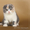 Шотландские котята из п-ка FAIRY TALE - Изображение #5, Объявление #317152