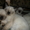 Сиамские котята старого  типа. ( кругло-мордые ) - Изображение #1, Объявление #359545