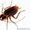 Уничтожение тараканов  в Самаре. Борьба с тараканами. Выведение тараканов. 89171