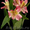 Цветы  и растения оптом #470671