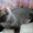 подарю кота чистенький ухоженный - Изображение #1, Объявление #466211