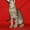 Ориентальные котята - Изображение #4, Объявление #491481