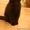 Шотландский короткошерстный котик #485987