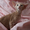 Ориентальные котята - Изображение #7, Объявление #491481