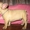 перспективный щенок фр.бульдога с отличной родословной - Изображение #1, Объявление #484872