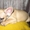 перспективный щенок фр.бульдога с отличной родословной - Изображение #2, Объявление #484872