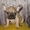 перспективный щенок фр.бульдога с отличной родословной - Изображение #3, Объявление #484872