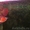 Великолепный Идеальный аквариум Золотые красный arowana - Изображение #2, Объявление #495063