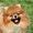 Красивые щенки померанского шпица - Изображение #2, Объявление #527247