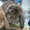 Племенные  кролики породы "ФРАНЦУЗСКИЙ БАРАН"  - Изображение #2, Объявление #569262