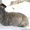 Продам  кроликов - гигантов породы "Немецкий Ризен" в Самаре - Изображение #2, Объявление #569293