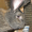 Продам  кроликов - гигантов породы "Немецкий Ризен" в Самаре - Изображение #3, Объявление #569293