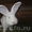 Продам  кроликов - гигантов породы "Немецкий Ризен" в Самаре - Изображение #5, Объявление #569293
