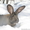 Продам  кроликов - гигантов породы "Немецкий Ризен" в Самаре - Изображение #9, Объявление #569293