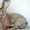 Продам  кроликов - гигантов породы "Немецкий Ризен" в Самаре - Изображение #6, Объявление #569293