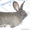 Продам  кроликов - гигантов породы "Немецкий Ризен" в Самаре - Изображение #7, Объявление #569293
