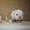 высокопородные щенки английского бульдога - Изображение #2, Объявление #561551