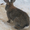   Продажа    породистых   племенных    кроликов,   крольчат - Изображение #3, Объявление #569276