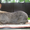   Продажа    породистых   племенных    кроликов,   крольчат - Изображение #4, Объявление #569276