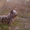 Щенок скай-терьера подрощенный - Изображение #10, Объявление #516951