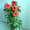 Цветущие герань,гибискус разных цветов и др.цветы распродаю - Изображение #6, Объявление #636159