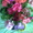 Цветущие герань, гибискус разных цветов и др.цветы распродаю