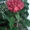 Цветущие герань,гибискус разных цветов и др.цветы распродаю - Изображение #2, Объявление #636159