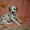Элитные щенки далматина из питомника Водопад Любви - Изображение #1, Объявление #619952