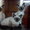 Сиамские котята старого  типа. ( кругло-мордые ) - Изображение #7, Объявление #359545