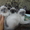 Сиамские котята старого  типа. ( кругло-мордые ) - Изображение #8, Объявление #359545