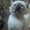 Сиамские котята старого  типа. ( кругло-мордые ) - Изображение #6, Объявление #359545