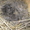 Продажа Кроликов-гигантов породы: Фландр, Ризен, Обер, Немецкий пестрый. - Изображение #10, Объявление #694982