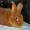 Продаем кроликов породы Новозеландская красная #694979