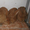 Продаем кроликов породы Новозеландская красная - Изображение #2, Объявление #694979