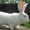 Продажа Кроликов-гигантов породы: Фландр, Ризен, Обер, Немецкий пестрый. - Изображение #4, Объявление #694982
