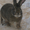 Продажа Кроликов-гигантов породы: Фландр, Ризен, Обер, Немецкий пестрый. - Изображение #1, Объявление #694982