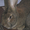 Продажа Кроликов-гигантов породы: Фландр, Ризен, Обер, Немецкий пестрый. - Изображение #2, Объявление #694982