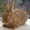 Продаем кроликов породы Новозеландская красная - Изображение #3, Объявление #694979
