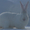 Продажа Кроликов-гигантов породы: Фландр, Ризен, Обер, Немецкий пестрый. - Изображение #7, Объявление #694982